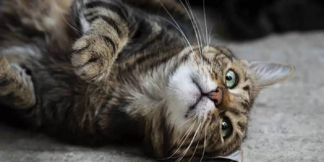 Kediler bu kokudan kaçıyor! Asla tahammülleri yok: Nedenine çok şaşıracaksınız! 3